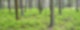 Wald