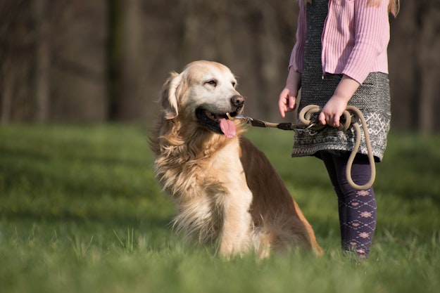 Es gibt immer weniger Hunde im Tierheim Aalen RADIO 7