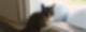 Kater Habibi