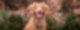 Hunde