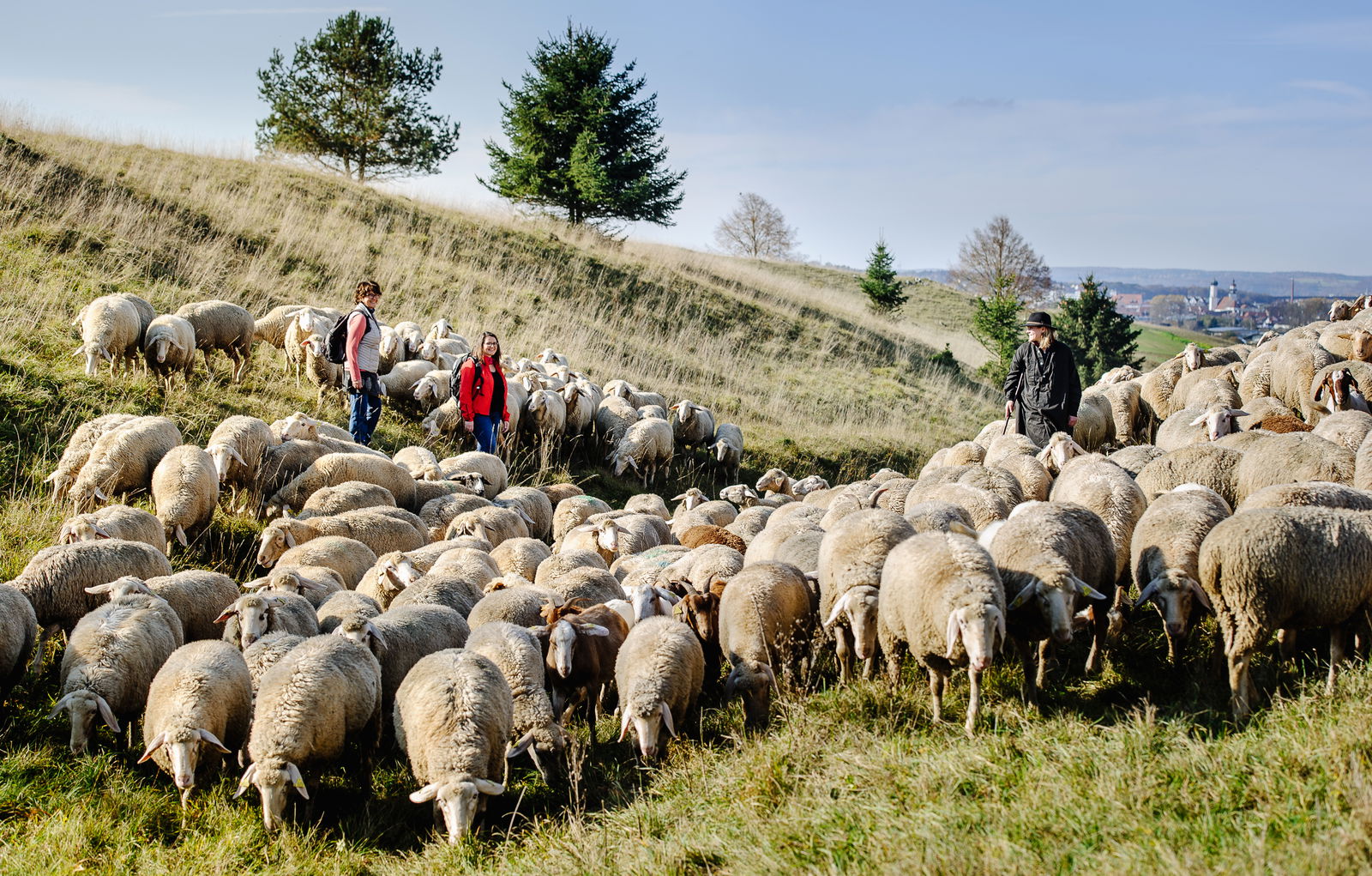 Albschäferweg - Wanderer und Schafherde