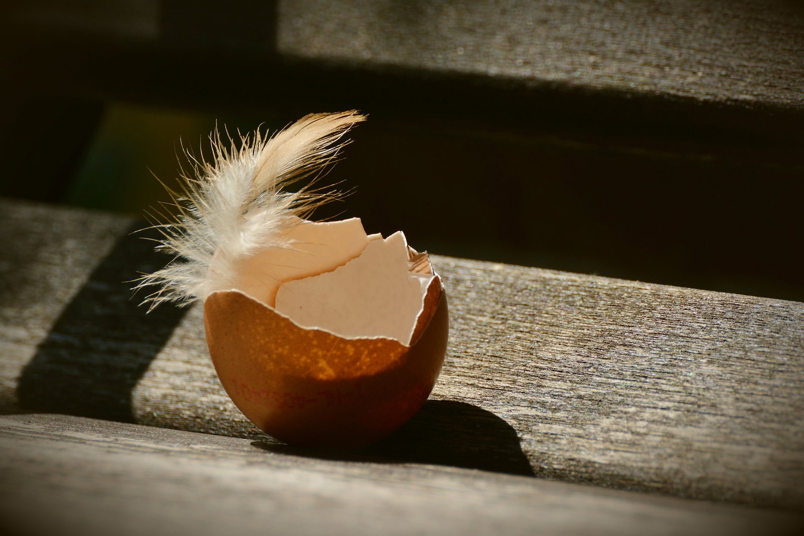 eierschale
