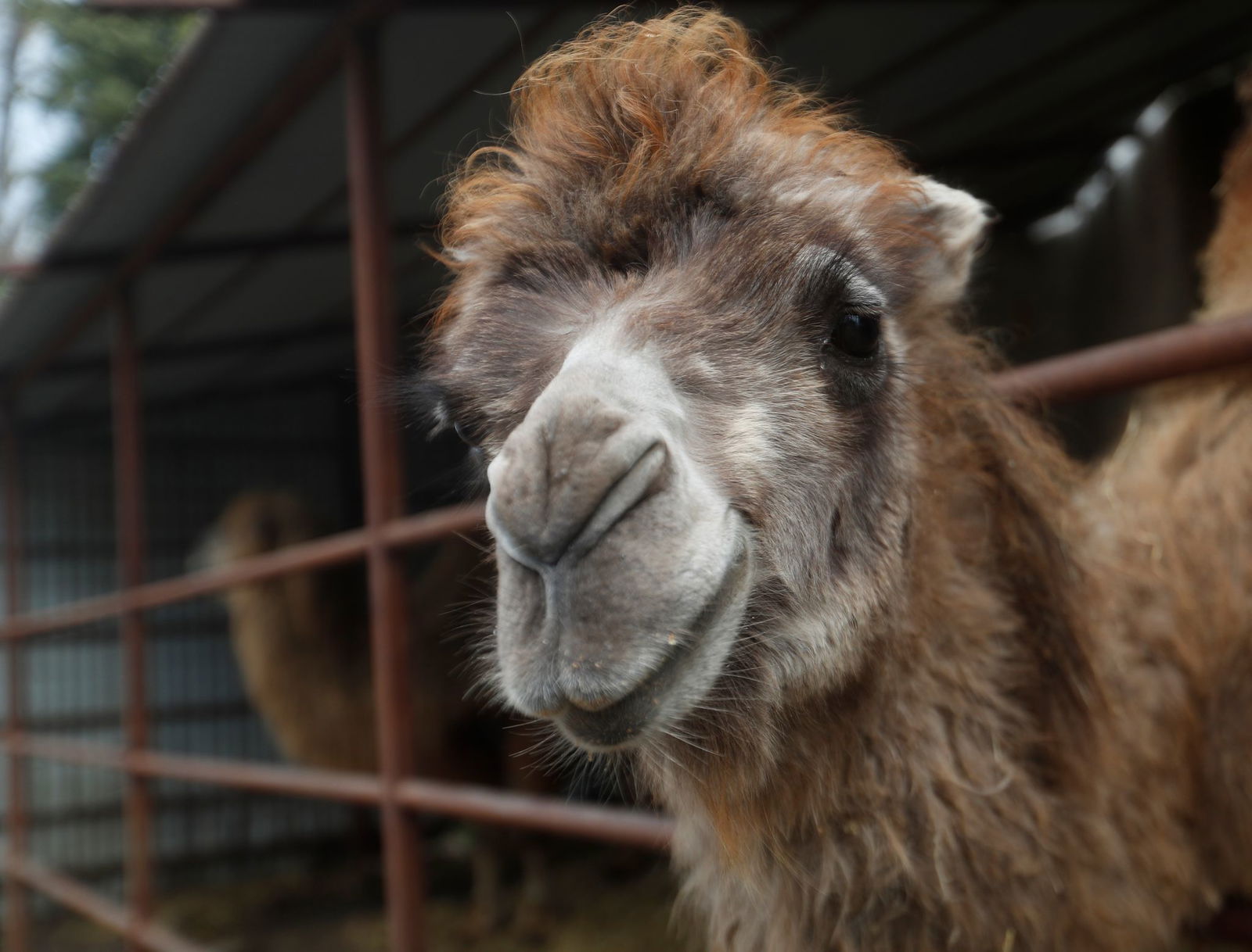 Die Kamele lieferten sich laut Polizei «Anstarrwettbewerbe» mit Autofahrern. (Symbolbild) 