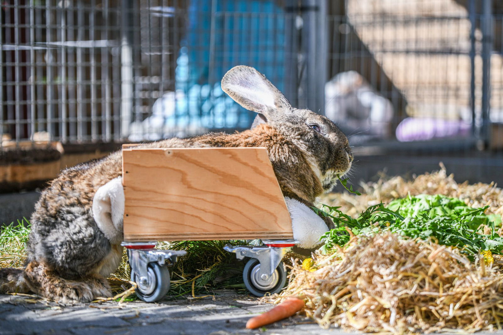 Ein Riesenkaninchen kann sich mit Hilfe eines selbst gebauten Rollators fortbewegen.