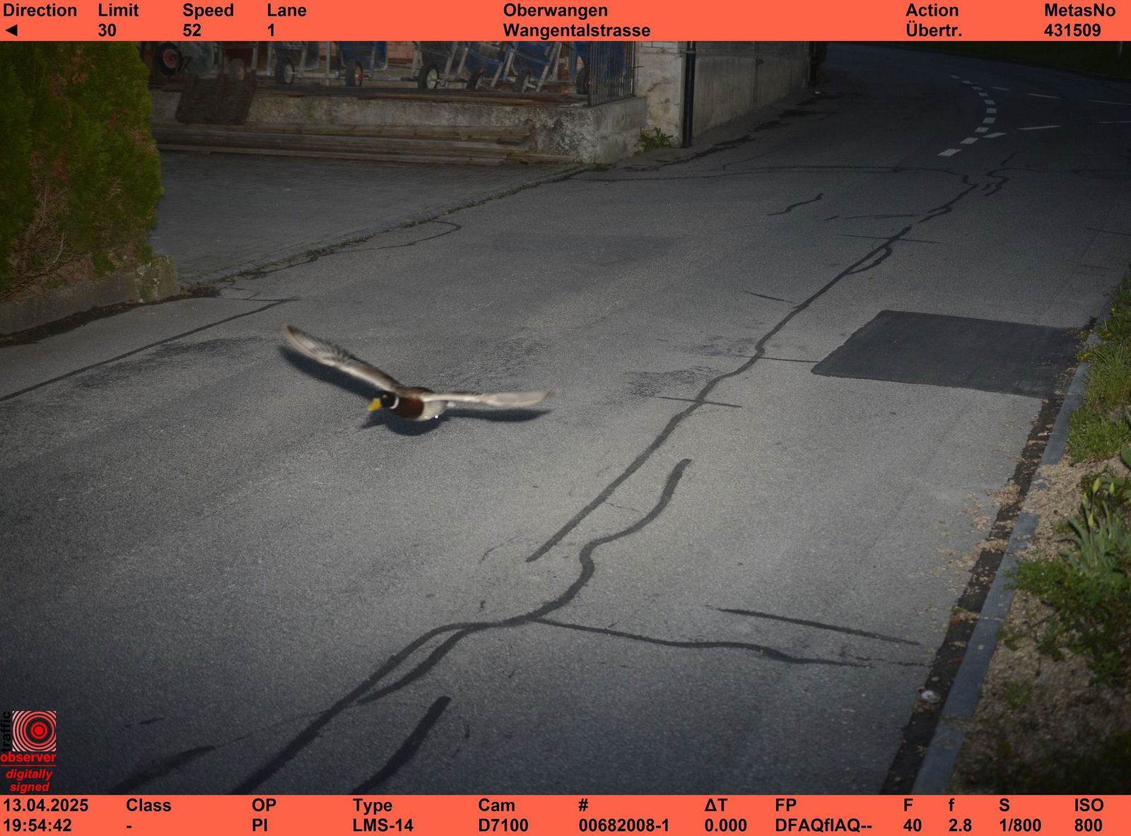 Stockenten können mit bis zu 100 km/h fliegen.