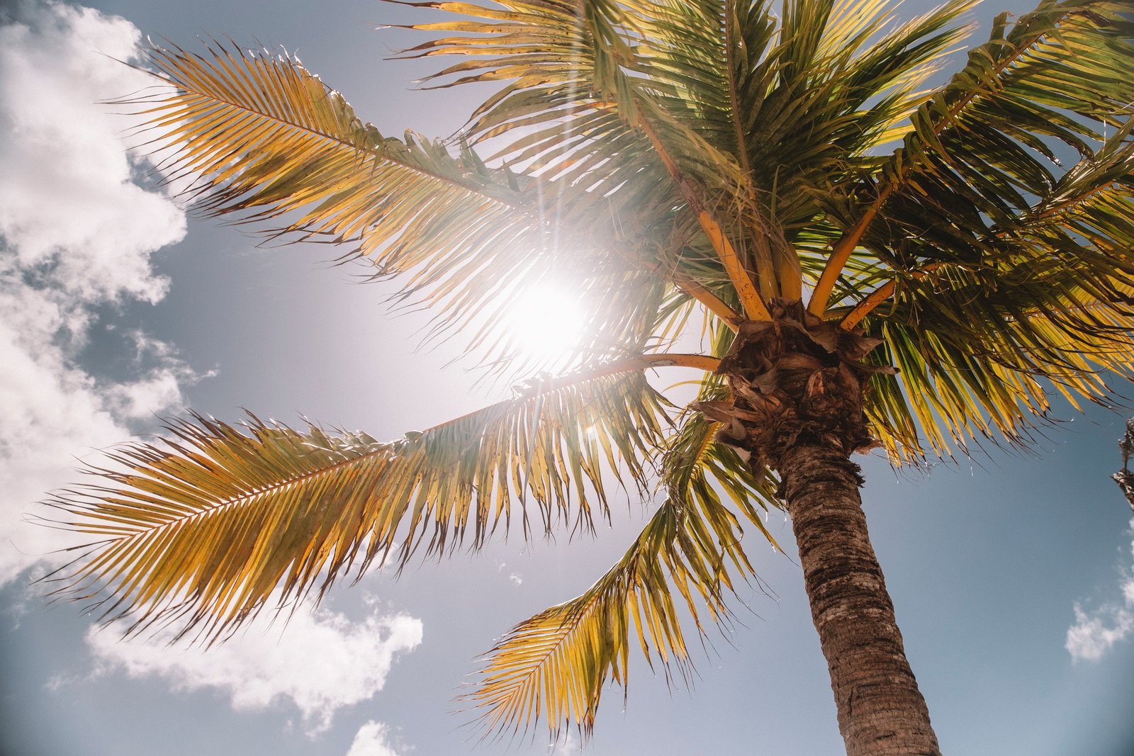Palme, Sommer, Hitze