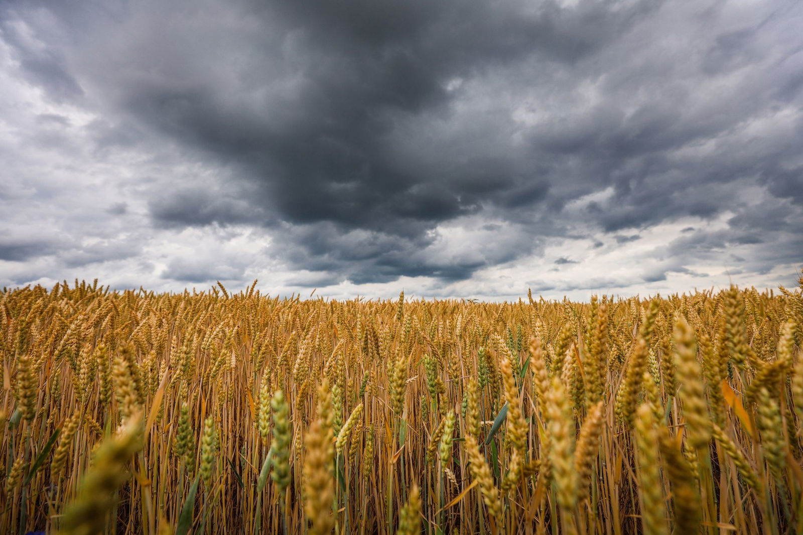 Dunkle, dichte Wolken und kühlere Temperaturen - der DWD erwartet ein vorübergehendes Ende der Sommerhitze in Baden-Württemberg. (Symbolbild)