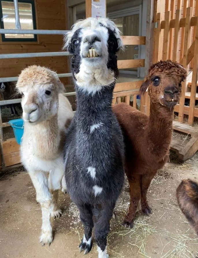 Schloß Schule Wasseralfingen