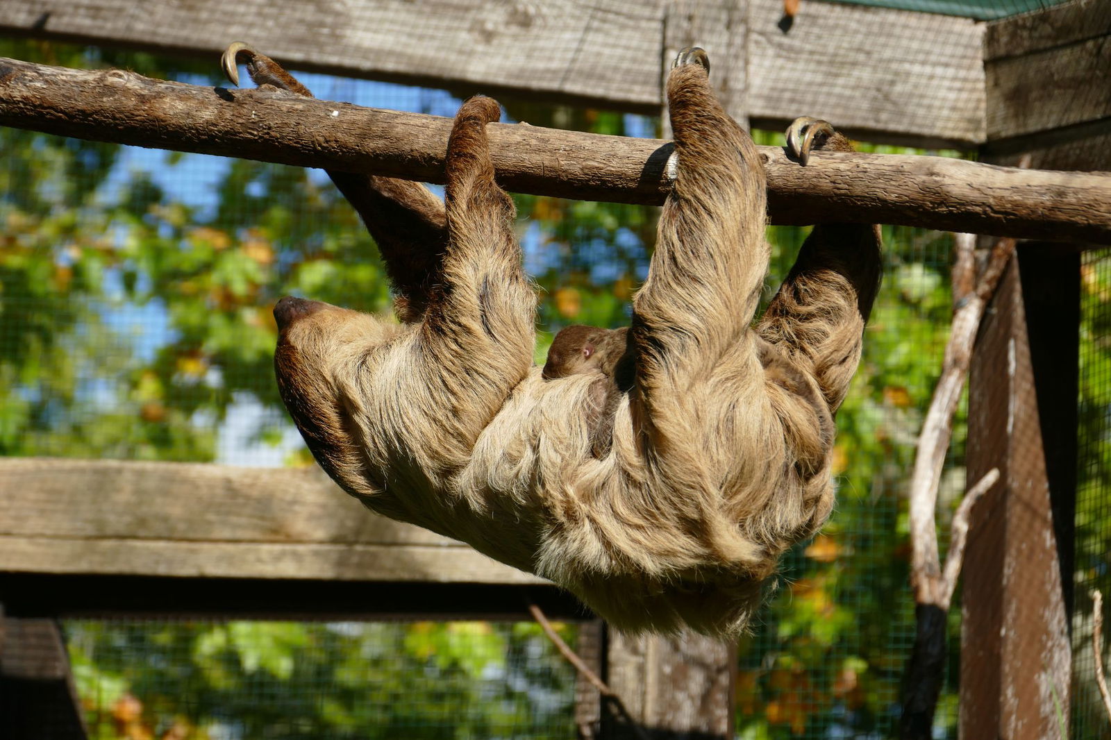 Faultier-Mama Wilma ist mit dem Jungtier auch schon in der Außenanlage ihres Geheges im Heidelberger Zoo unterwegs.