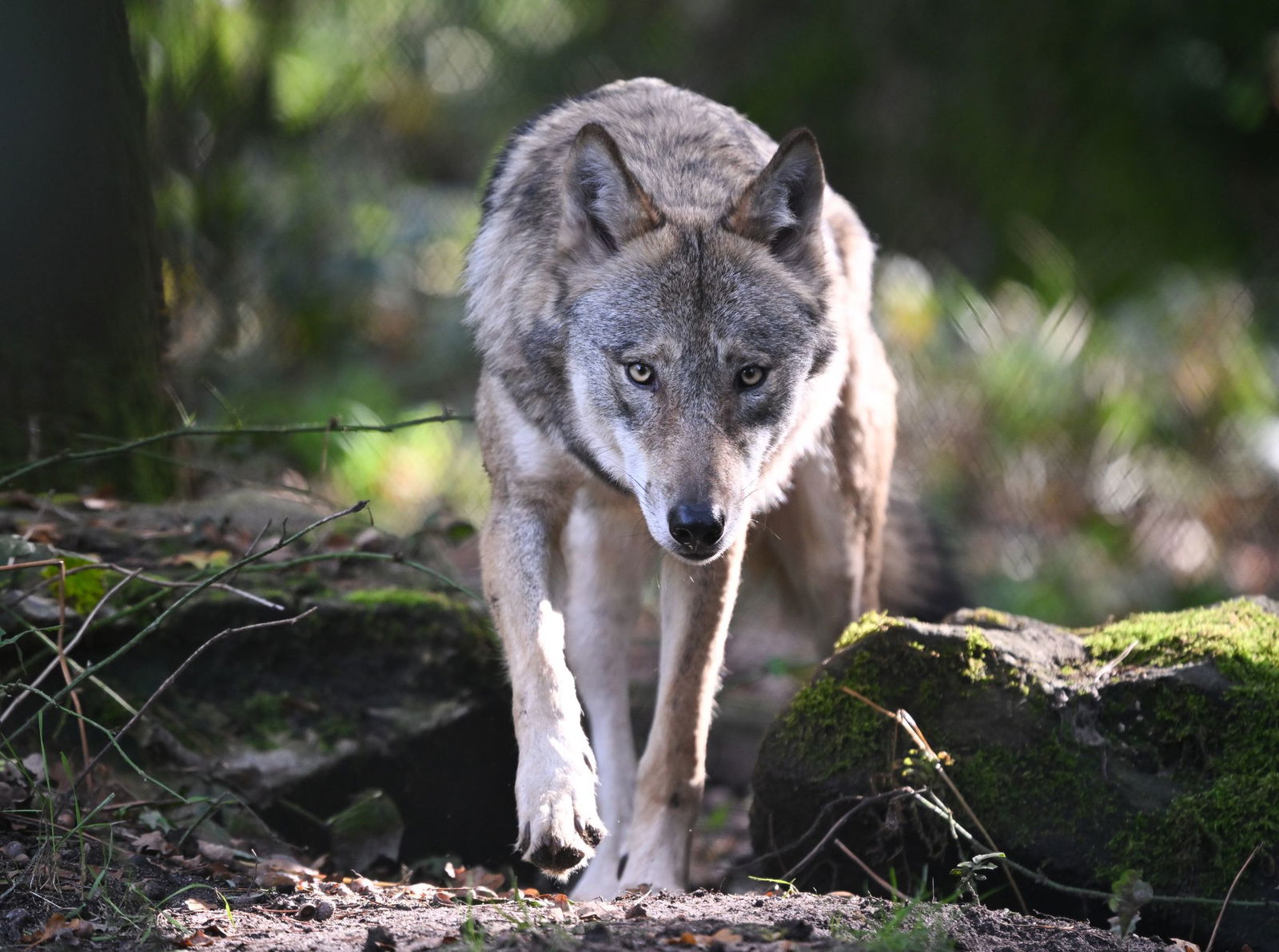 Der Wolf – derzeit vor allem der Wolf auf der Hornisgrinde – polarisiert, er begeistert und verängstigt. (Symbolbild)