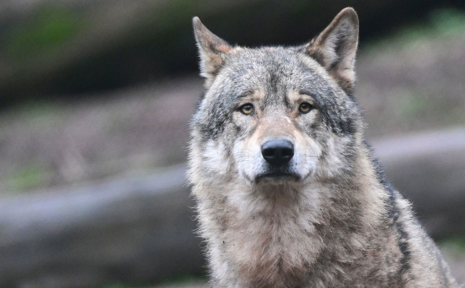 Der Wolf im Nordschwarzwald soll im Auftrag des Umweltministeriums erlegt werden. (Symbolbild)