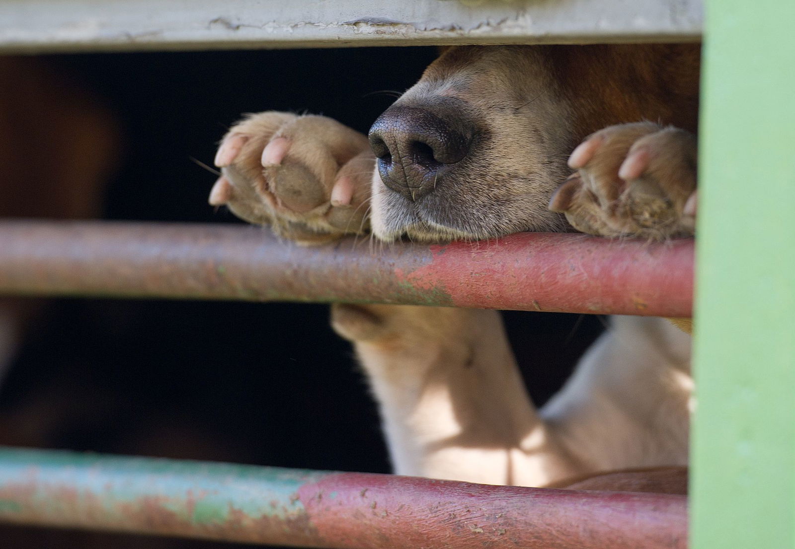 In Absprache mit dem Veterinäramt war der Hund in die Quarantänestation eines Tierheims gebracht worden. (Symbolbild)