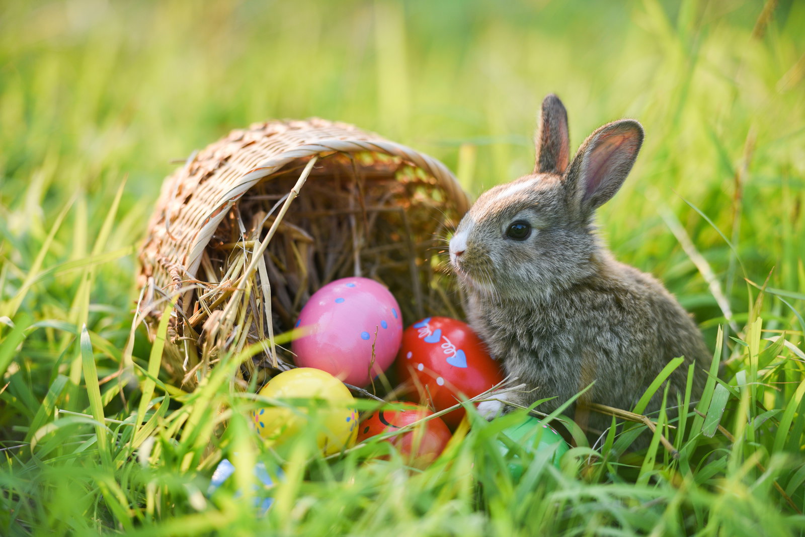 Ostern, Hase, Osterhase