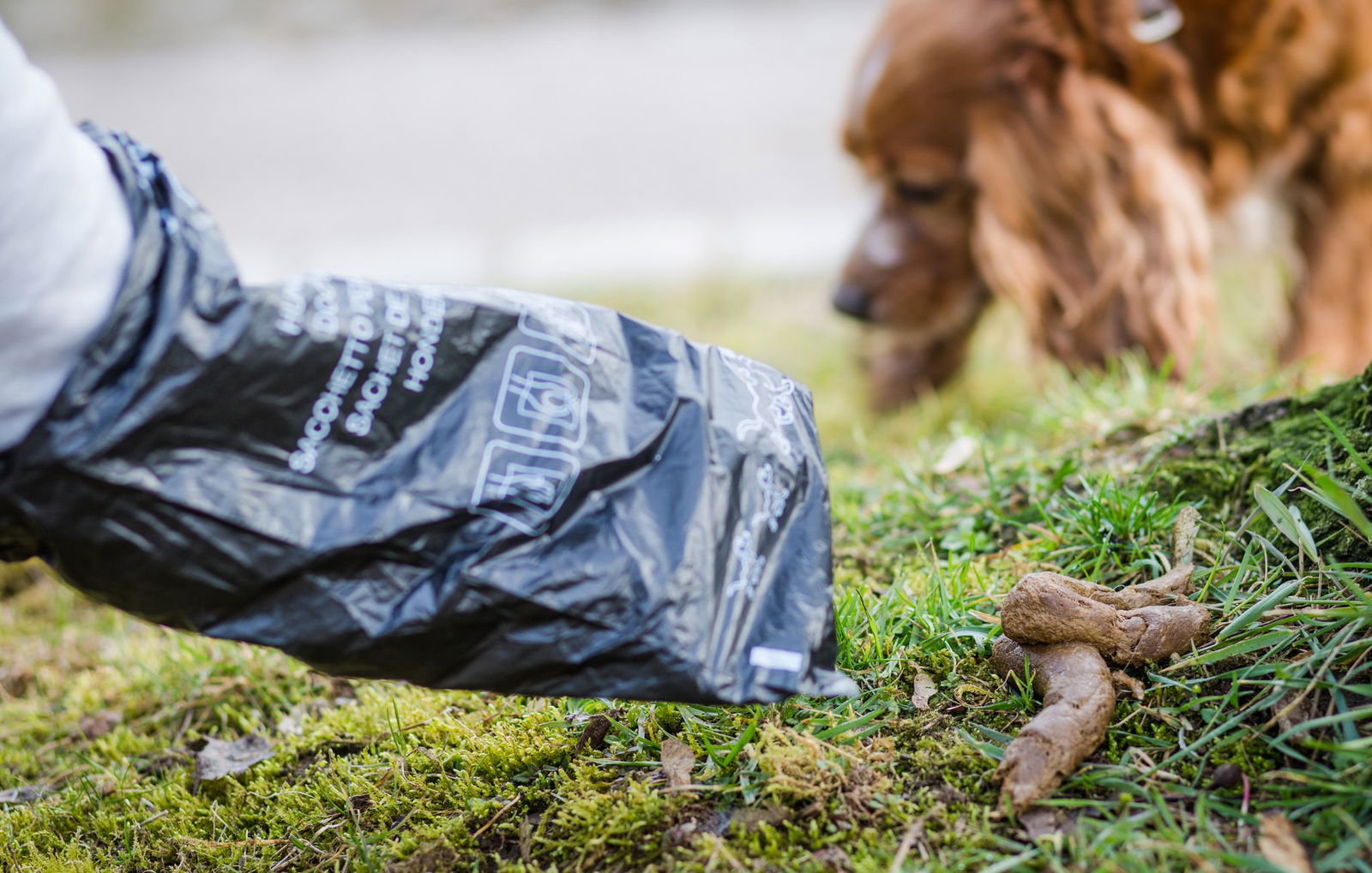Der bisherige Vorrat an Hundekotbeuteln in Karlsruhe ist aufgebraucht. (Archivbild)