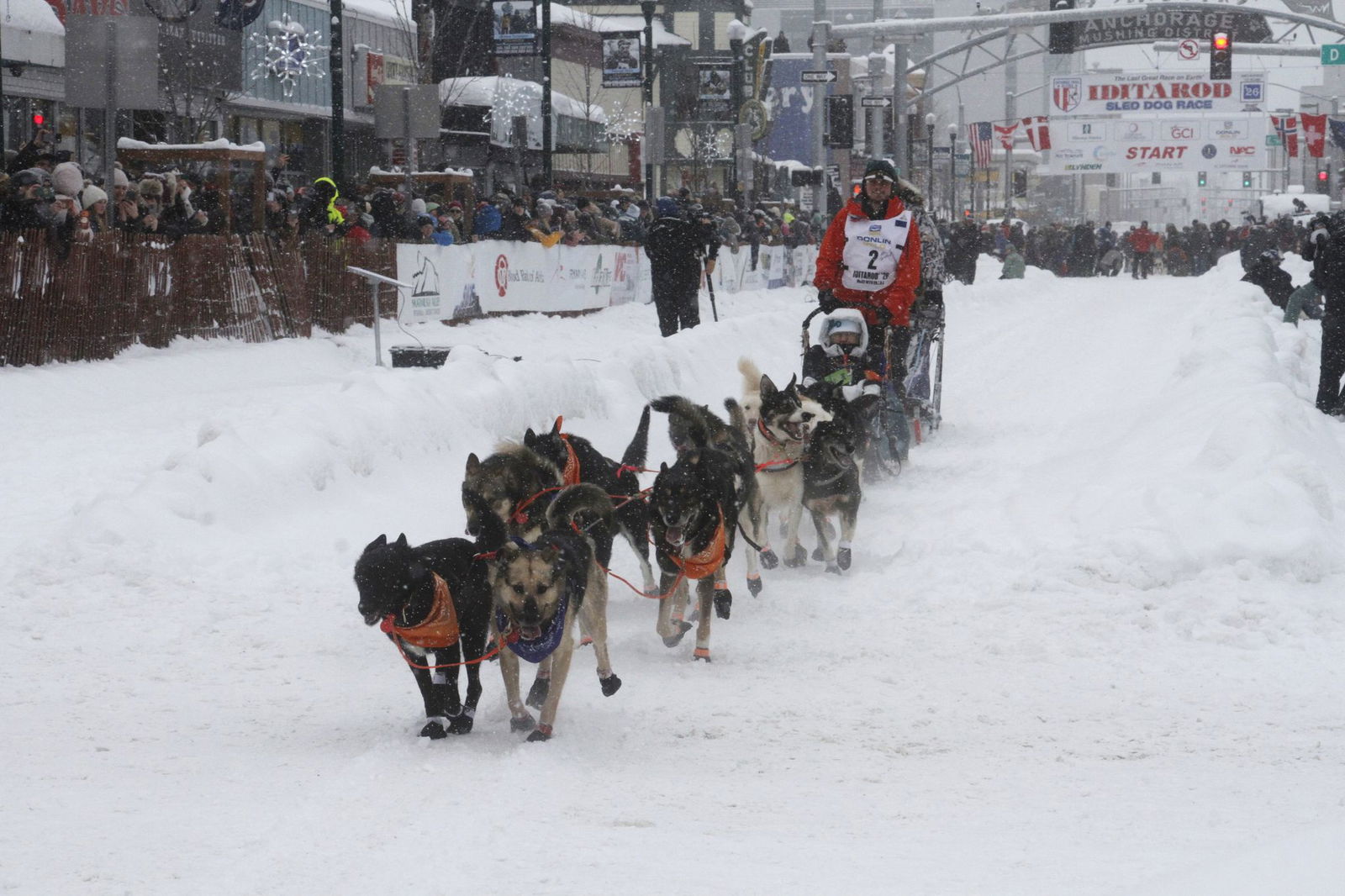 Das Schlittenhunderennen Iditarod ist gestartet. 