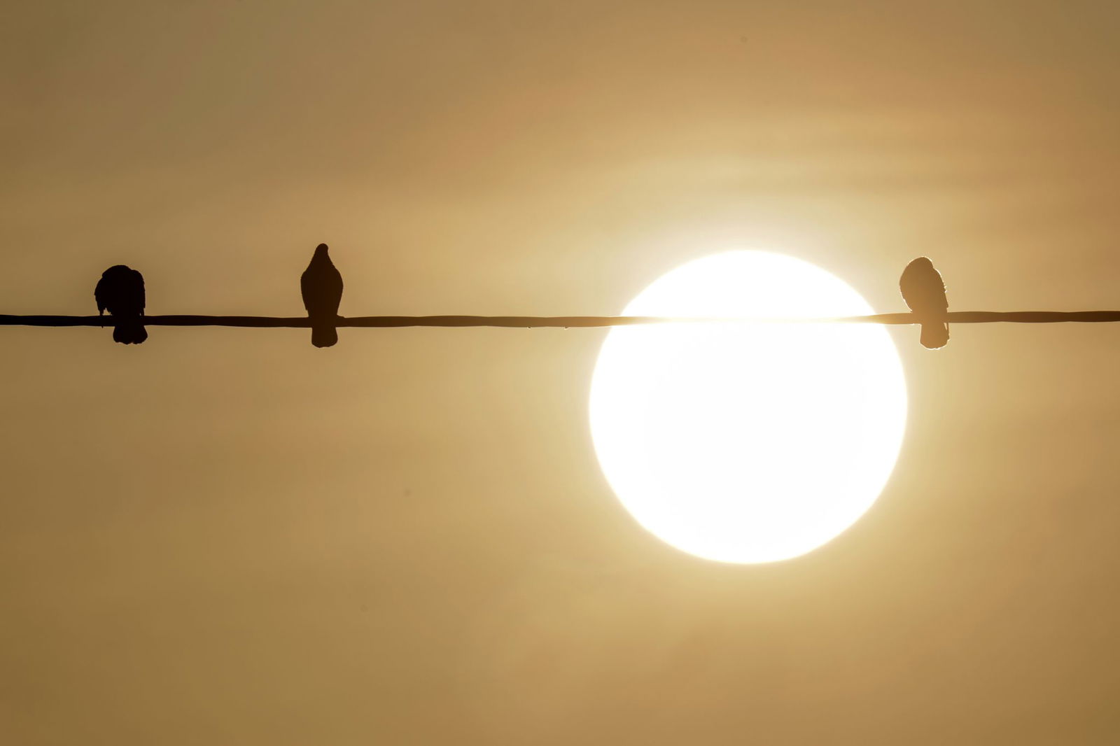 Bodennahe Winde haben den Staub in Afrika aufgewirbelt, dann wird der nach Europa transportiert.