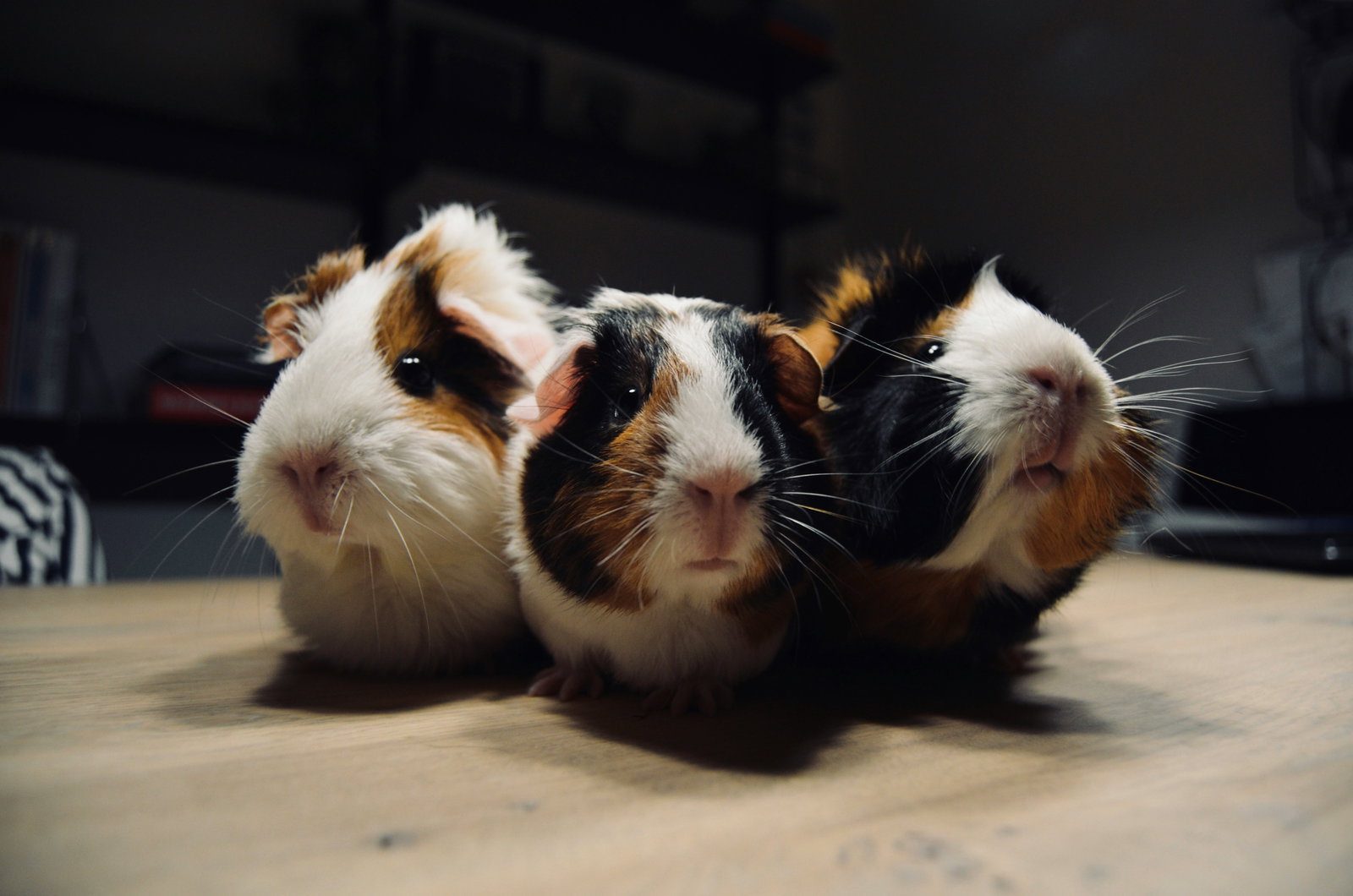 Meerschweinchen