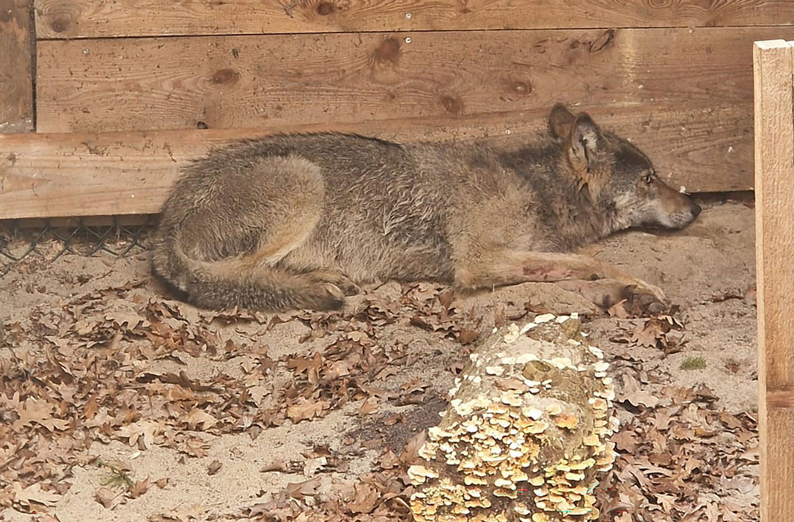 Der Wolf, der eine Frau in Hamburg verletzt hat, lag in einer Wildtierauffangstation bei Sachsenhagen. (Handout)