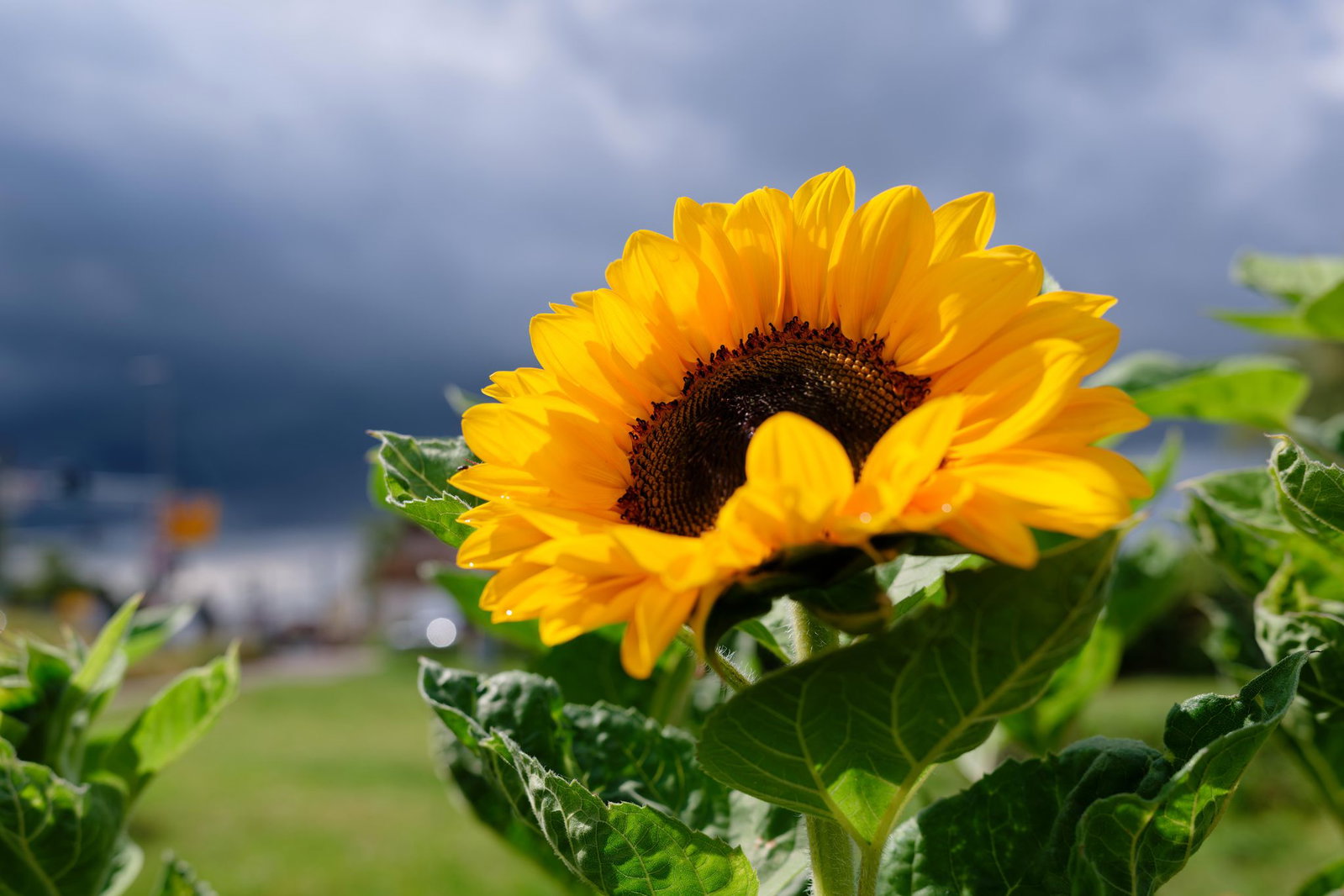 Wie wird das Wetter in der kommenden Woche? (Archivbild)