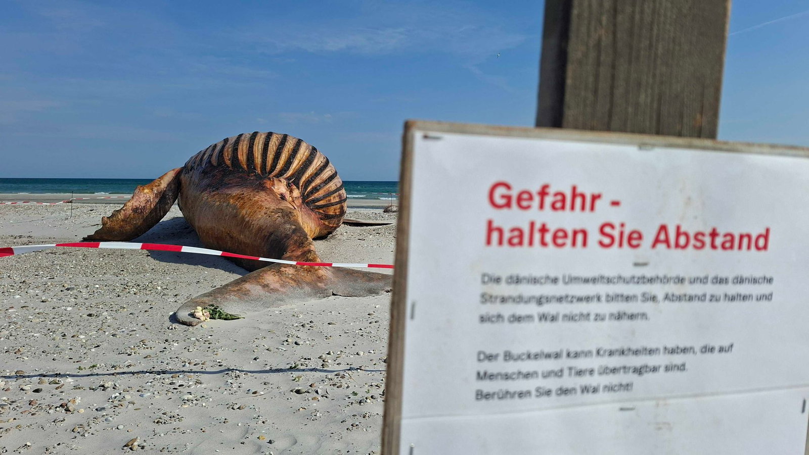 Neugierige dürfen bei der Obduktion des Buckelwals dabei sein - aber nur mit Sicherheitsabstand.