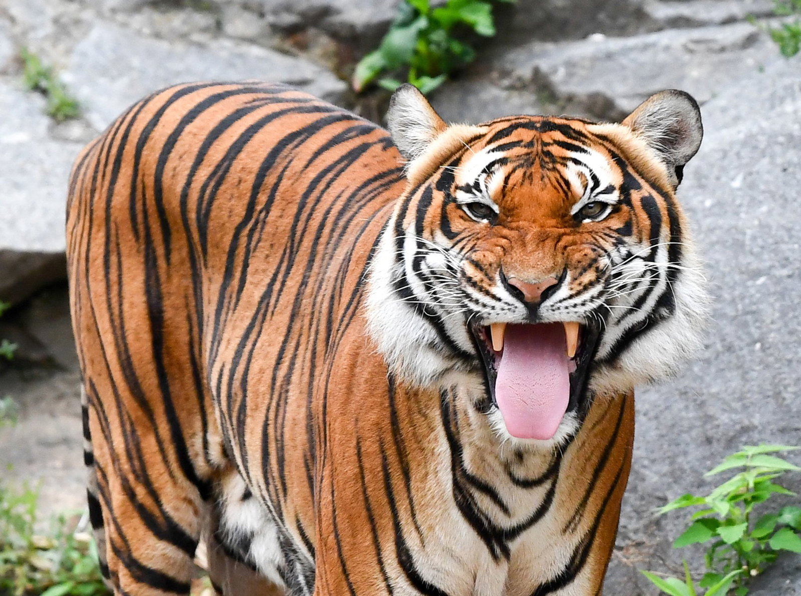 Indochinesische Tiger sind in freier Wildbahn sehr selten geworden. (Archivbild)