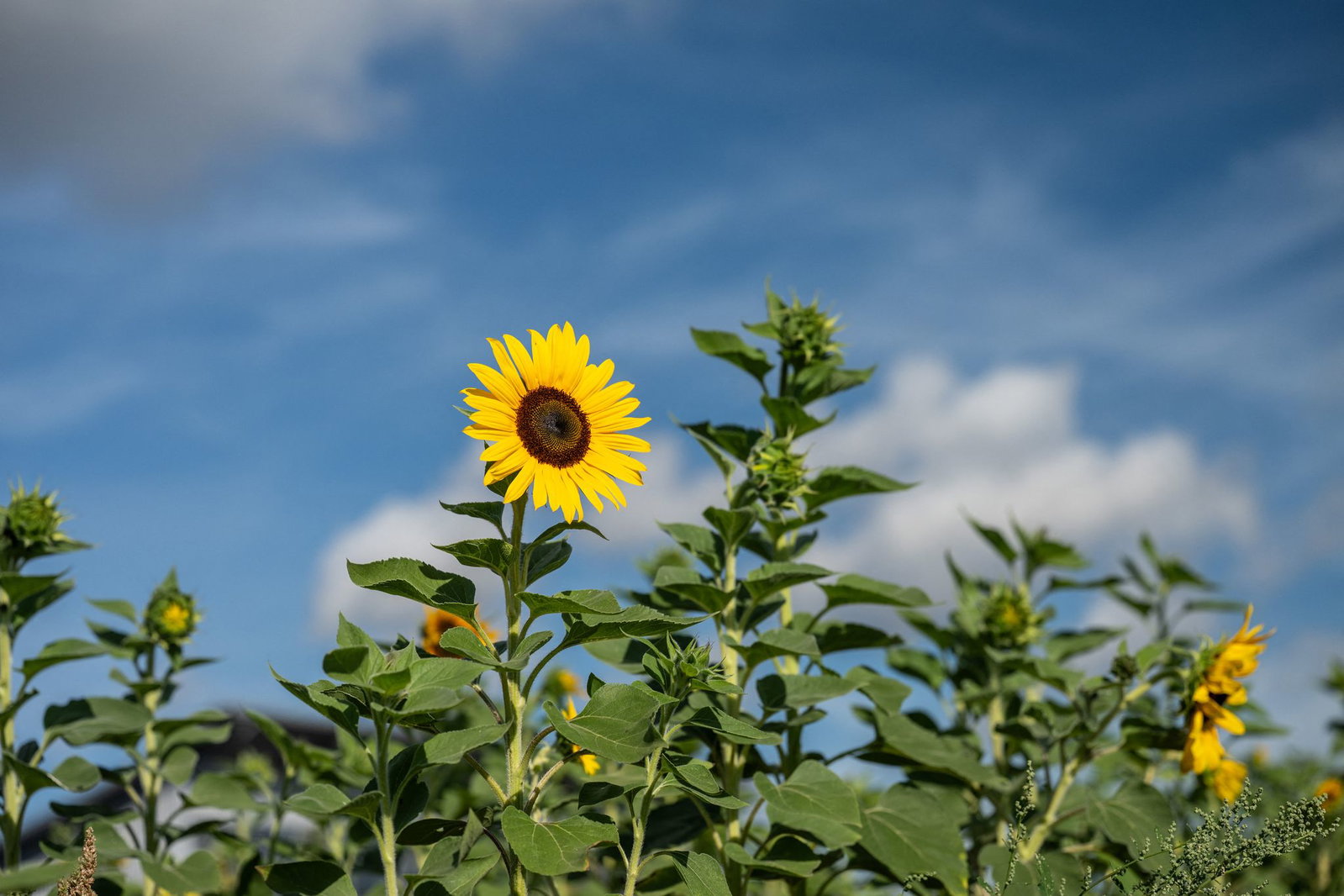 Am Freitag wird es im Südwesten sommerlich. (Archivbild)