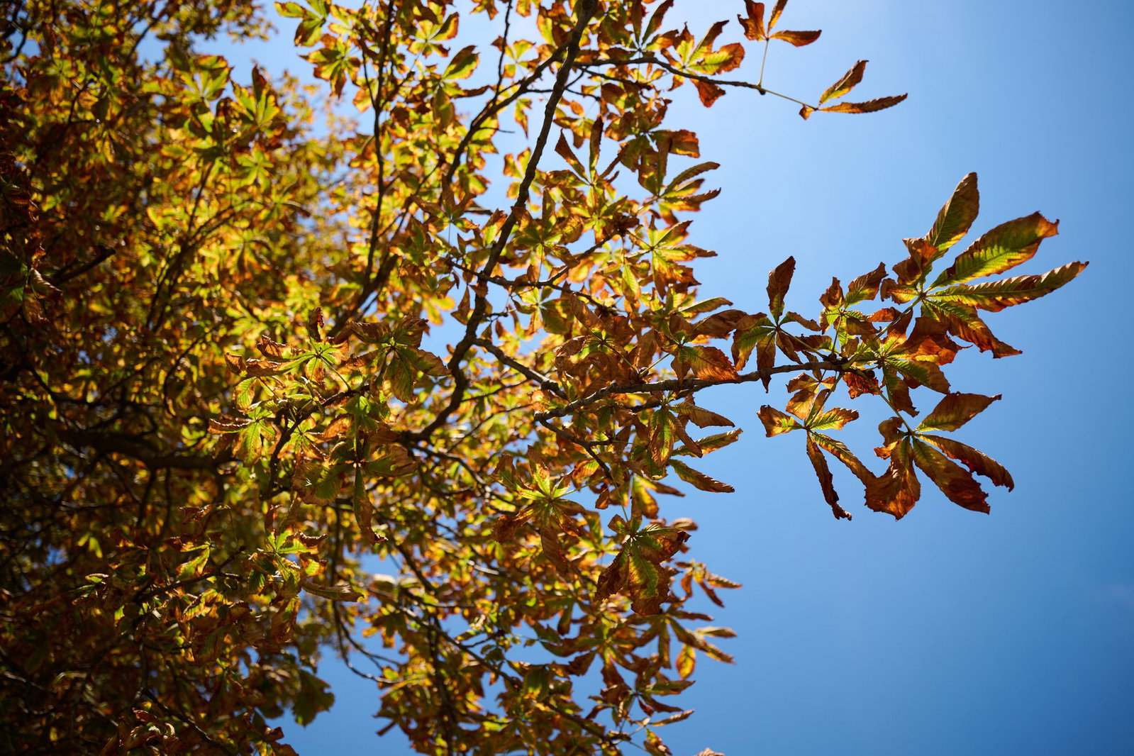 Der Deutsche Wetterdienst sagt für Montag und Mittwoch freundlicheres Herbstwetter vorher. 