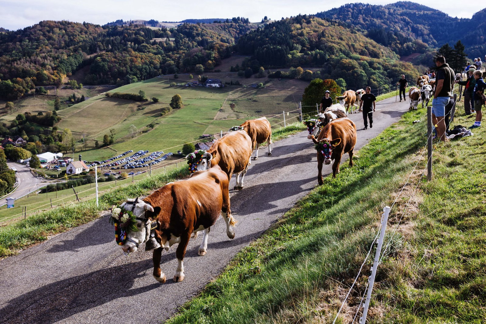 Beim traditionellen Viehabtrieb wurden wieder dutzende Rinder von der höher gelegenen Sommerweide ins Tal geführt. 