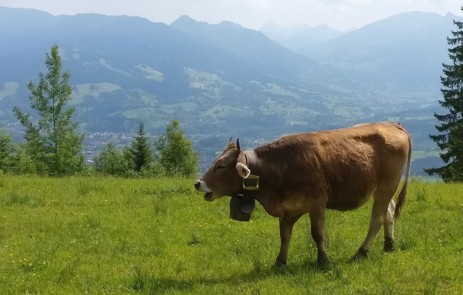 Kuh im Oberallgäu