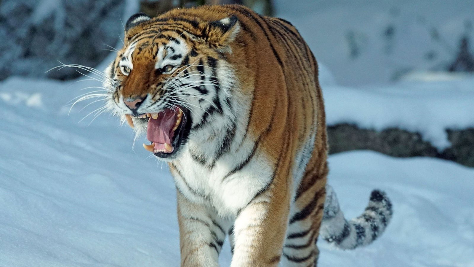 Sibirischer Tiger liebt die Eiseskälte