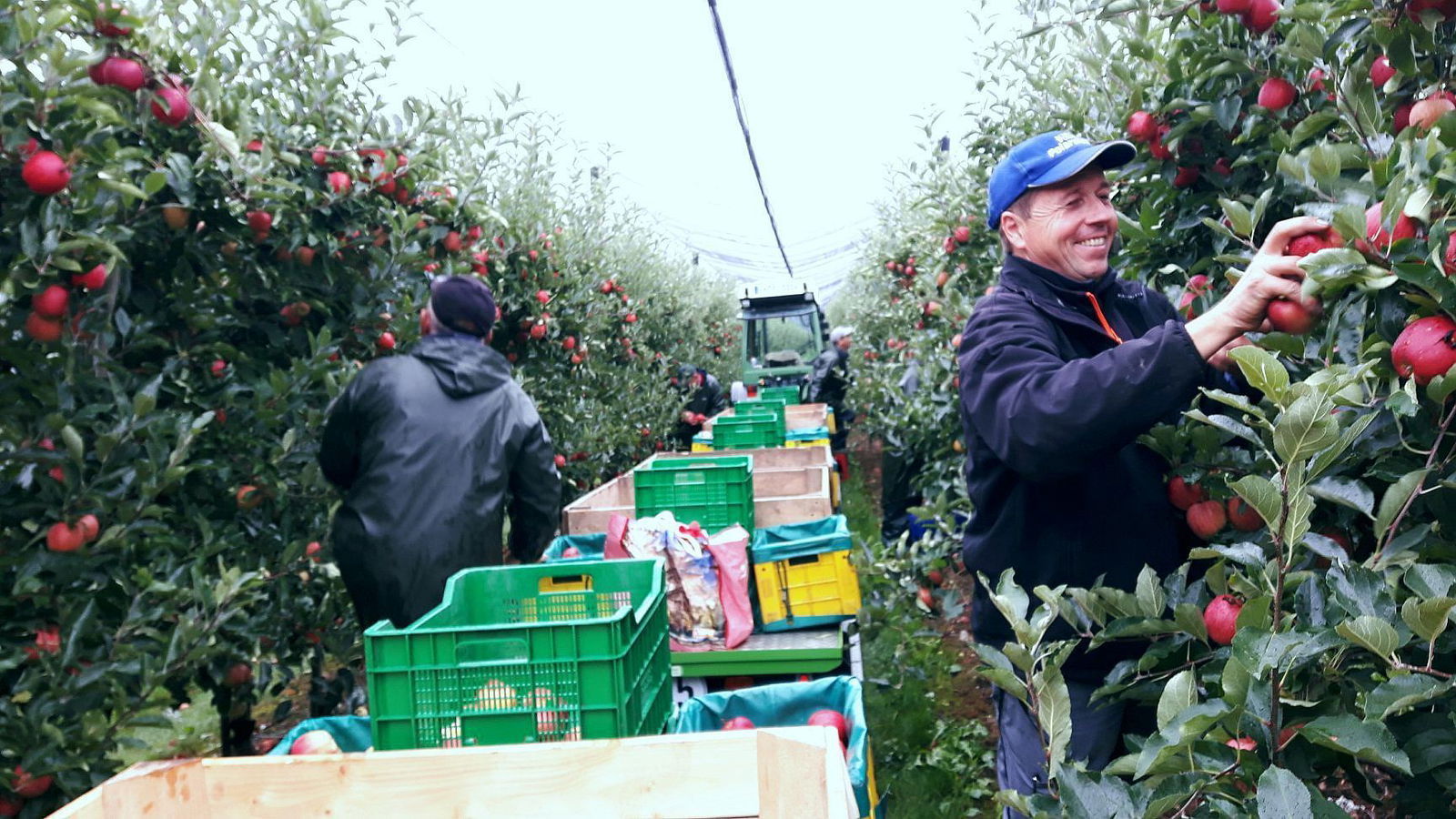 Am Bodensee hat die Apfelernte begonnen