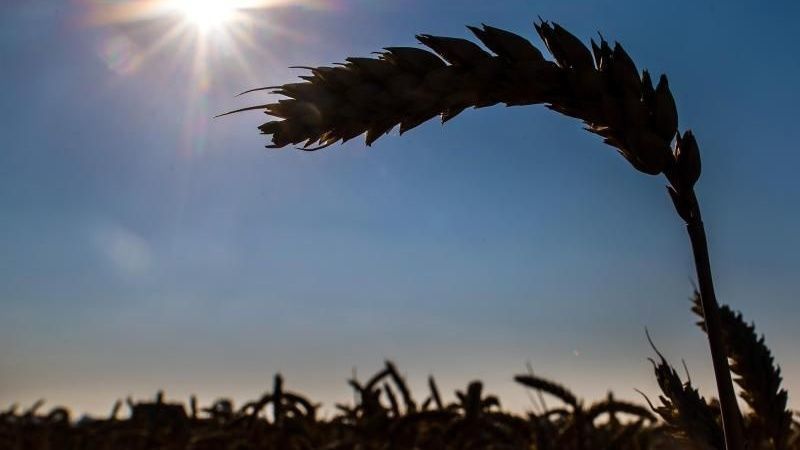 Viele Bauern sind besorgt: Es ist zu heiß und zu trocken