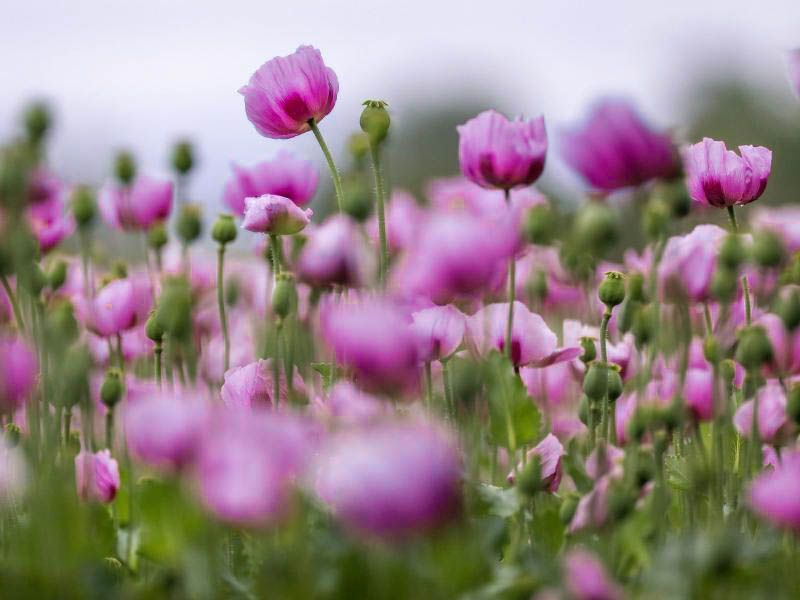 Künstlicher Mohn-Kranz Rot – 30 Cm Türkranz Zum Gedenken & Erinnern